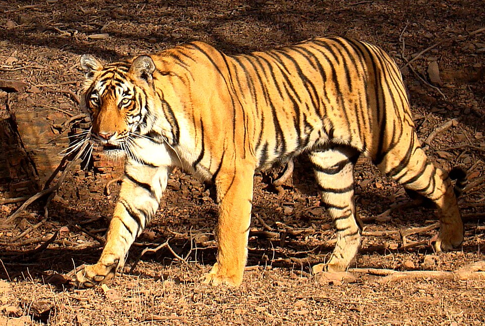 Ranthambore destination in India